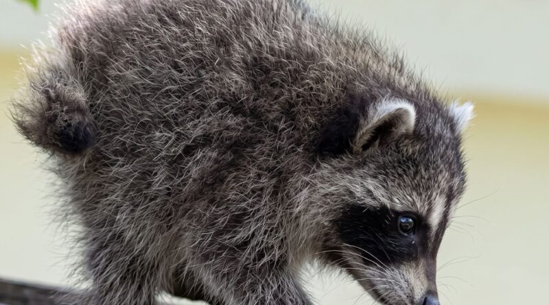 Jimothy the Raccoon