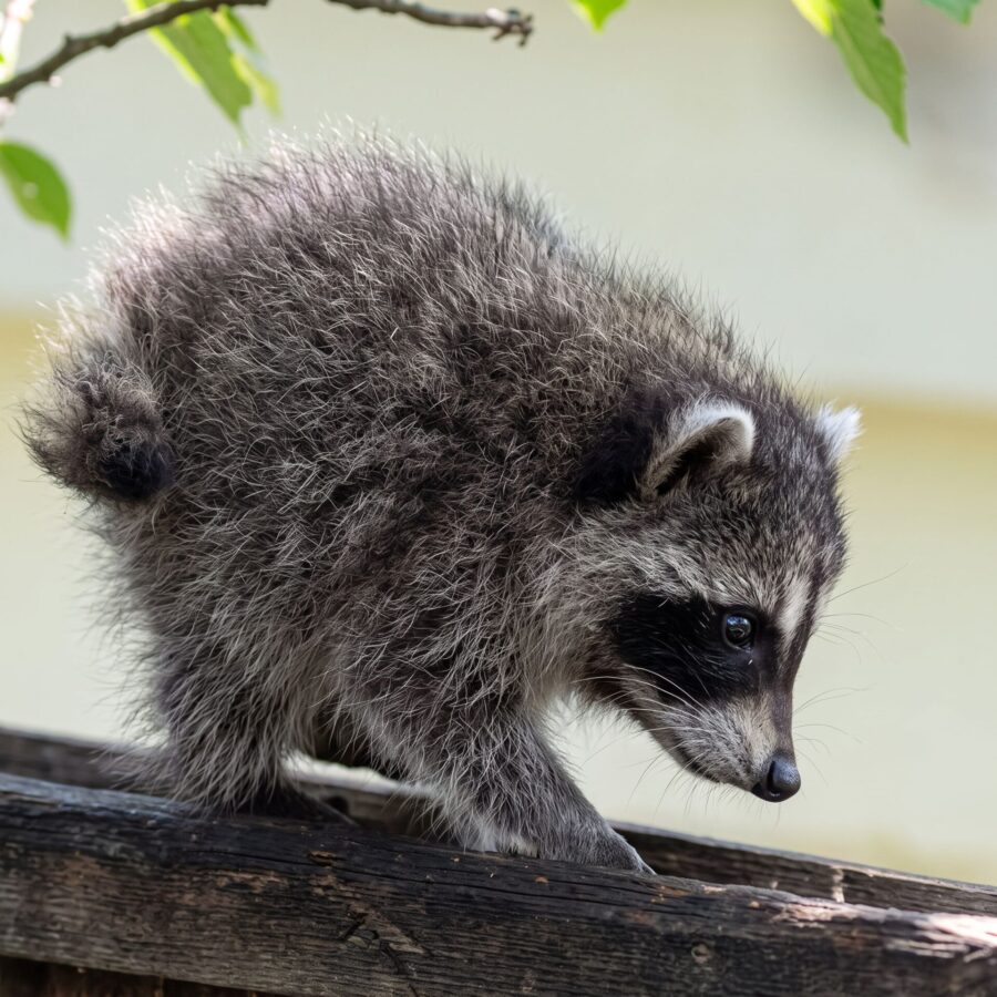 Jimothy the Raccoon